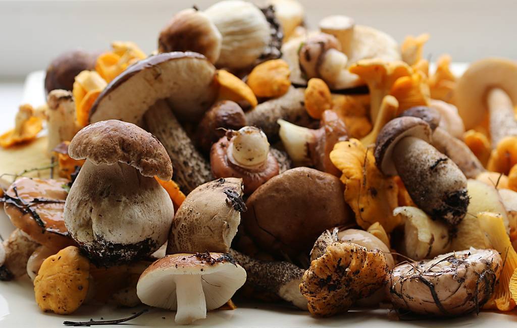 Засолка грибов холодным способом на зиму рыжики рецепт с фото пошагово - 1000.menu