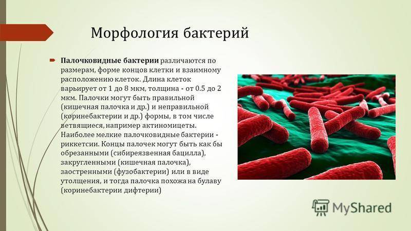 Общая микробиология классификация и морфология микроорганизмов физиология микроорганизмов иммунология презентация, доклад, проект