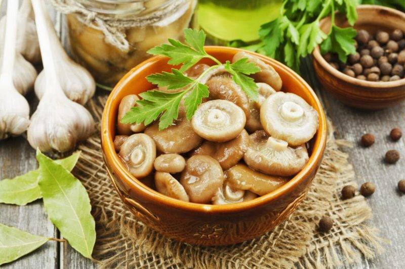 Как засолить грибы в домашних условиях, лучшие рецепты приготовления