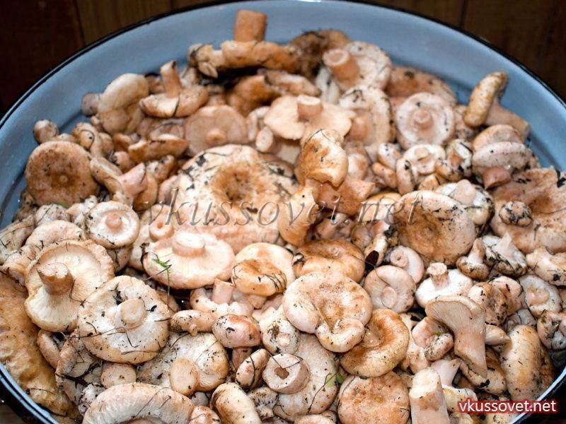 Засолка волнушек: как правильно солить грибы холодным и горячим способом на зиму