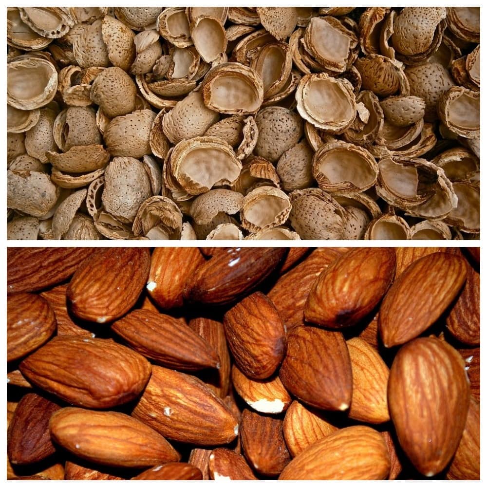 Виды орехов миндаль: лучшие сорта – черешковый, выносливый, белый парус и иные, сладкие, съедобные и нет, круглые, овальные и не только, также красные и крупные
