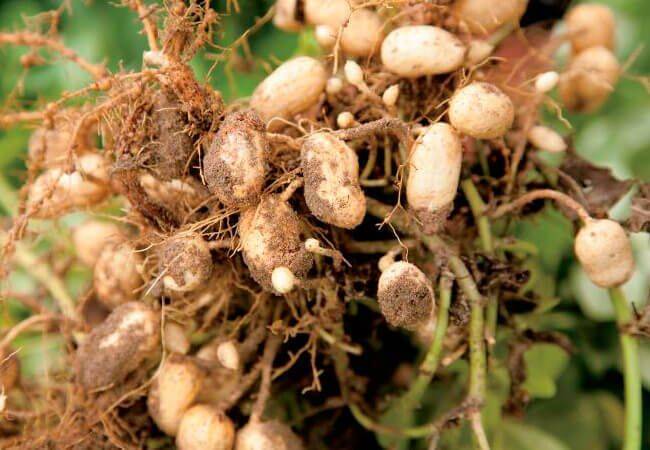 Как вырастить арахис на даче в огороде: особенности посадки и выращивания в средней полосе с фото и видео