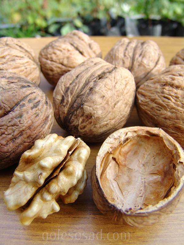 Листья грецкого ореха как удобрение для сада: польза и рецепт компоста