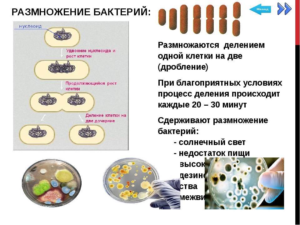 Что происходит с бактериями. Деление бактерий размножение. Размножение бактерий микробиология. Рост и размножение бактерий. Условия роста бактерий.
