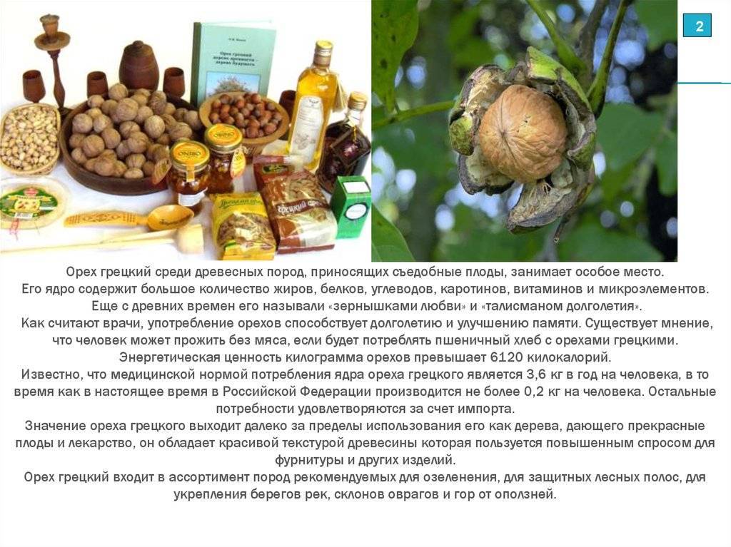 Описание, характеристика и правила выращивания сорта грецкого ореха кочерженко. в чем его польза и вред?