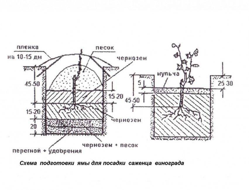 Как сажать виноград схема