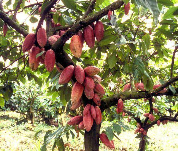 Шоколадное дерево-какао | полезные знания для всех