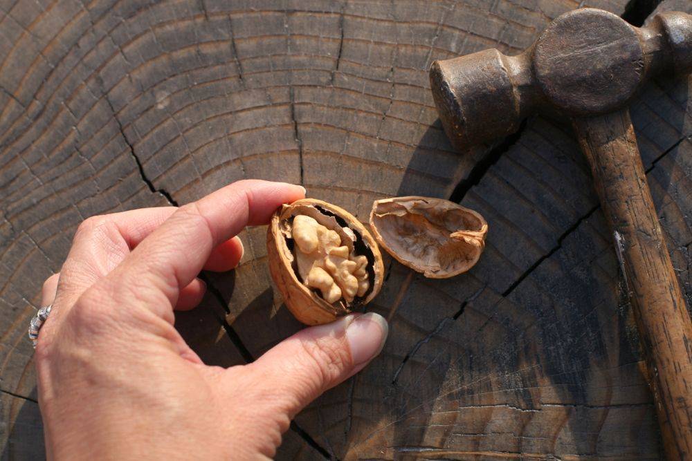 Скорлупа грецкого ореха применение: состав, полезные свойства