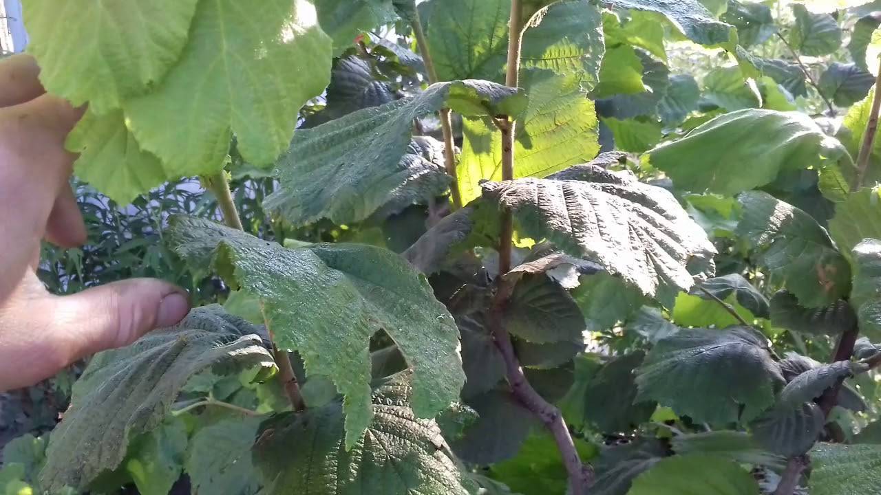 Фундук "трапезунд": описание сорта, особенности выращивания, урожайность