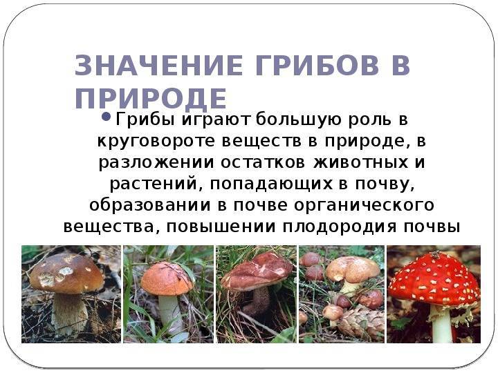 Значение грибов в природе и жизни человека