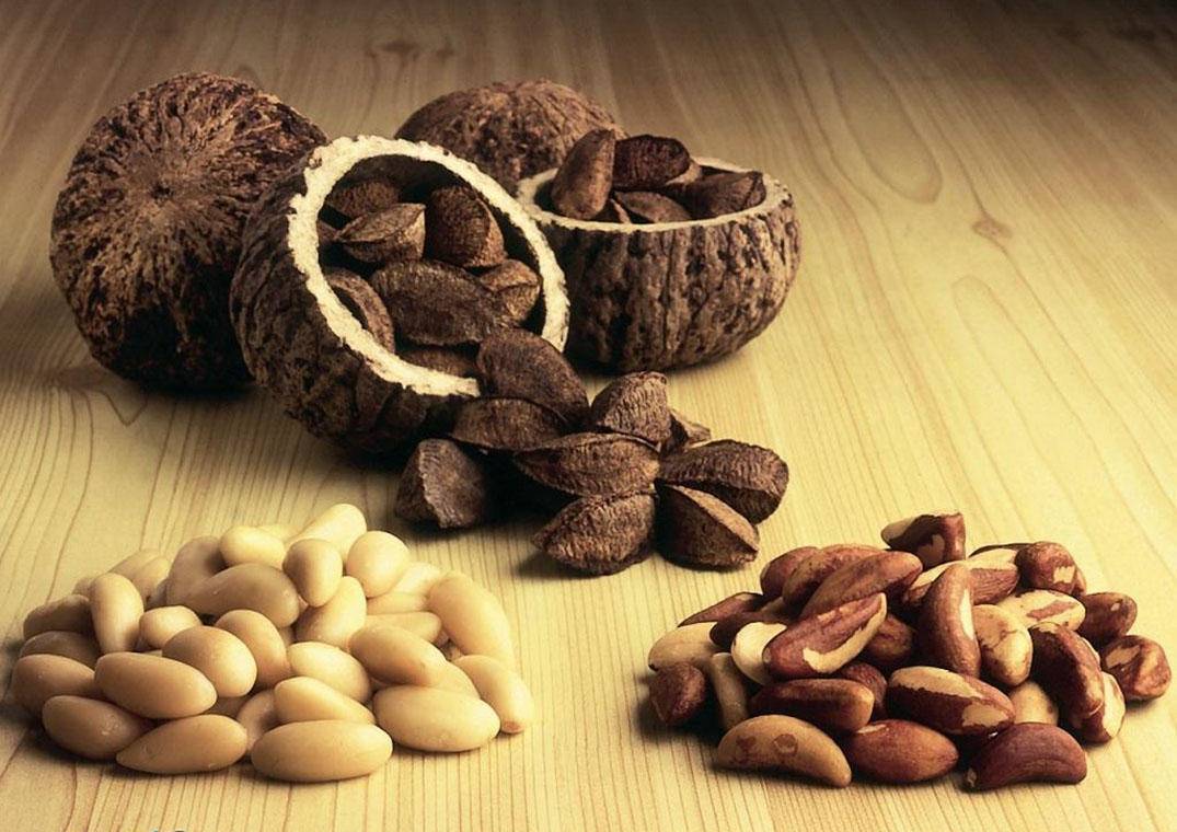 Польза и вред бразильского ореха для здоровья человека, полезные свойства и противопоказания