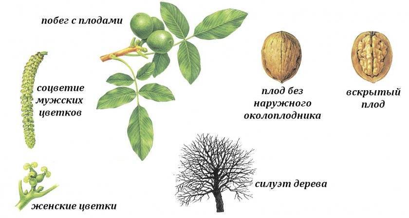 Грецкий орех – посадка и выращивание