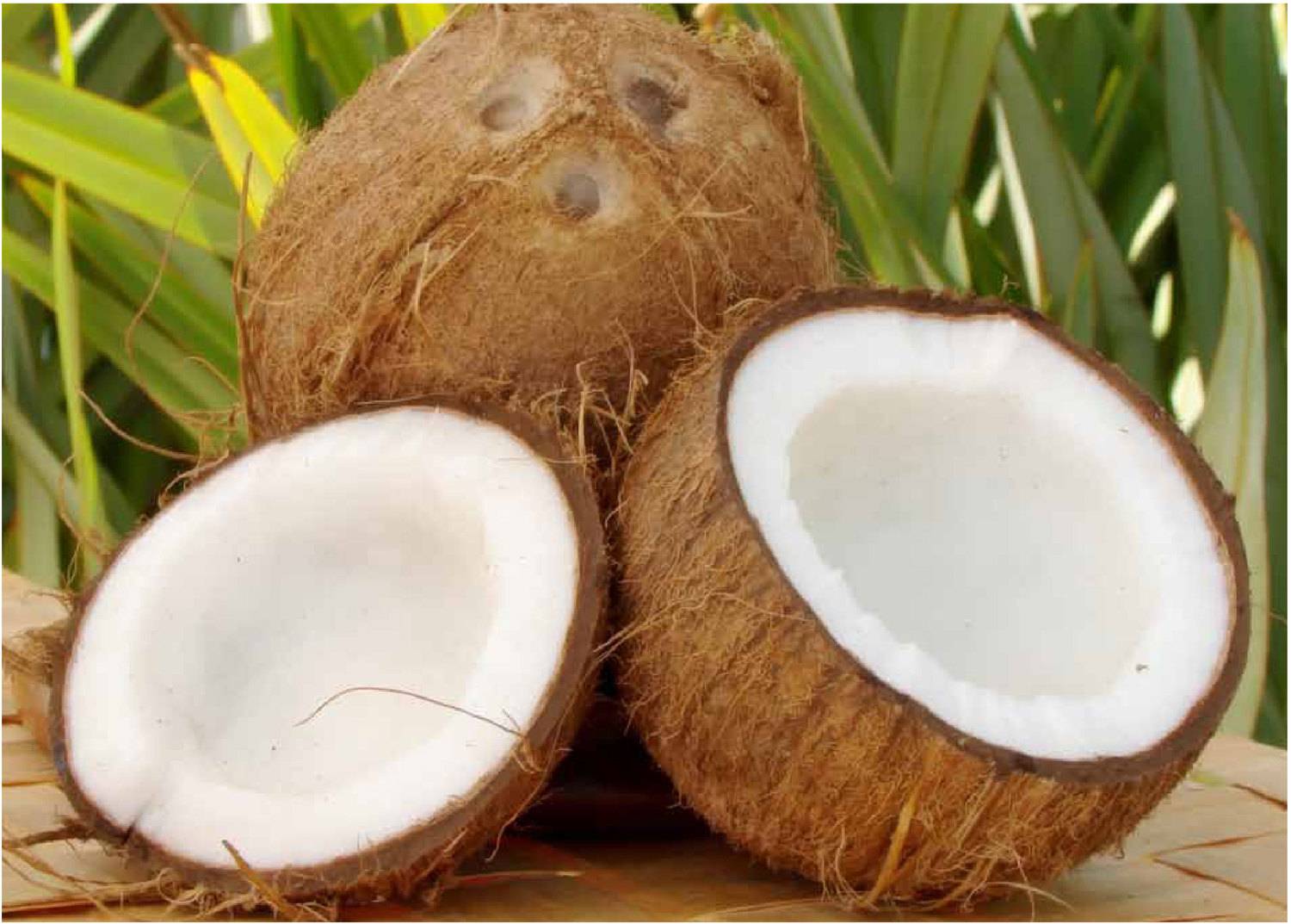 Какие бывают кокосы, сорта, разница зеленых и коричневых