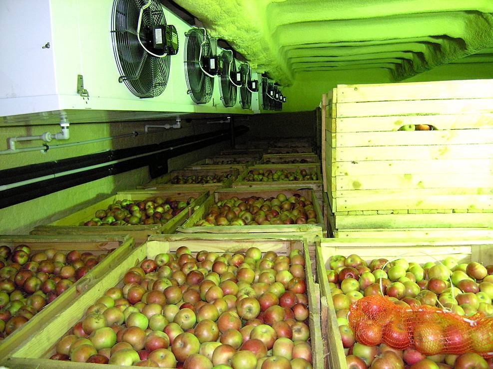 Хранение плодовых овощей. хранение и переработка овощей