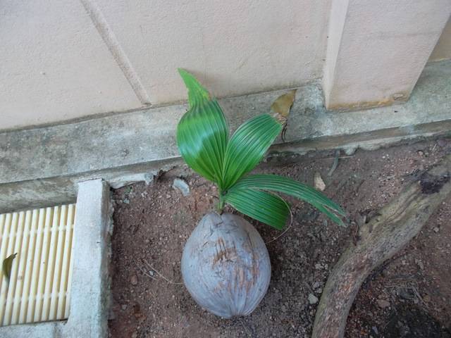 Кокосовая пальма: как растет, выглядит и как посадить кокос