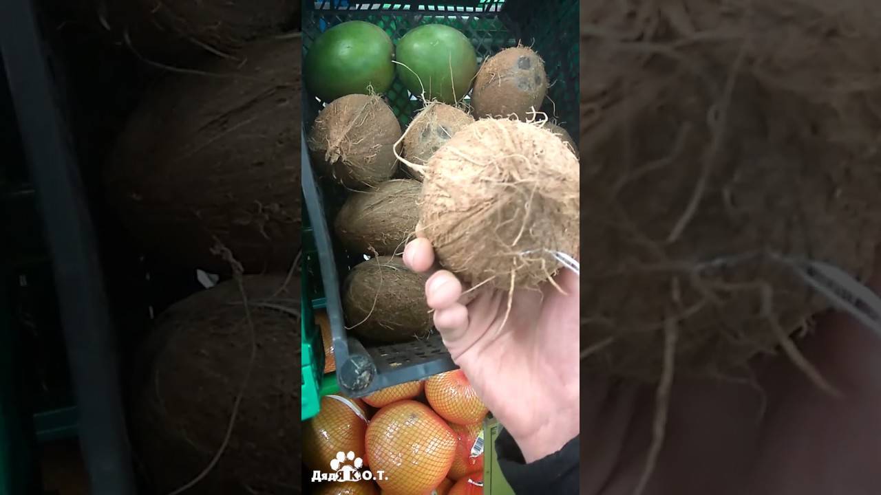 Как правильно выбрать кокос – всё об орехах