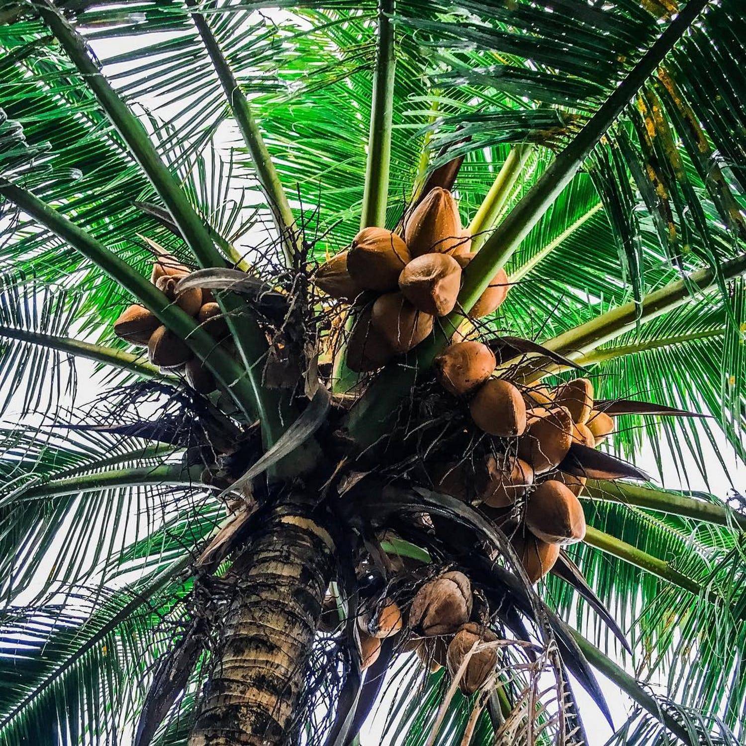 Что растет на пальмах: не бананы, не ананасы и не манго