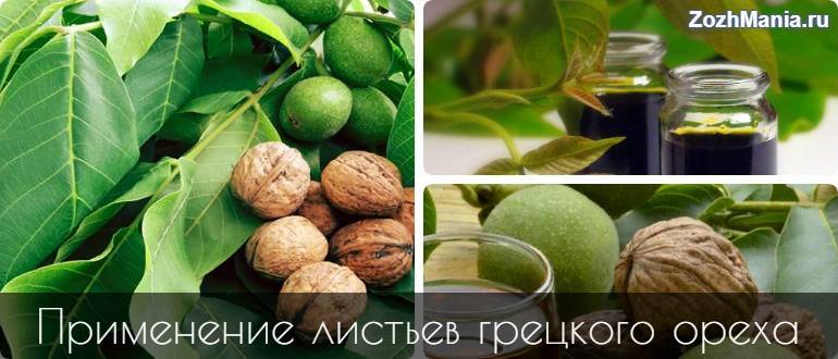 Польза и вред средств из листьев грецкого ореха