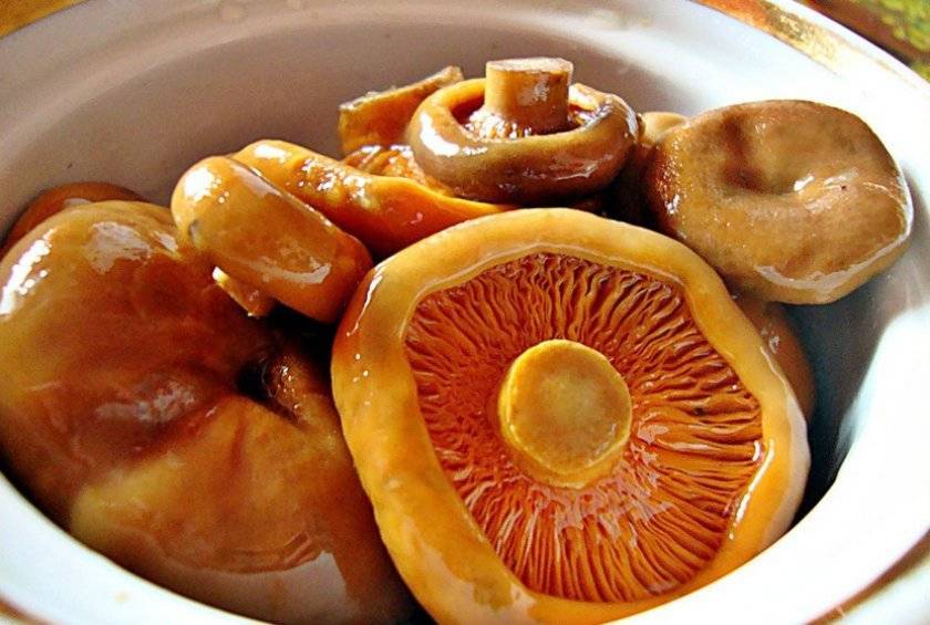 Приготовление рыжиков на зиму в банках горячим способом: рецепты засолки и маринования грибов