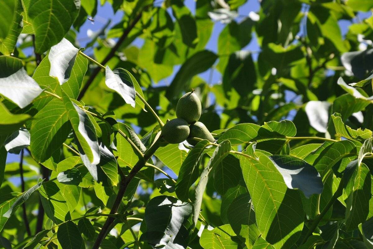 Как посадить и вырастить грецкий орех из плода в домашних условиях