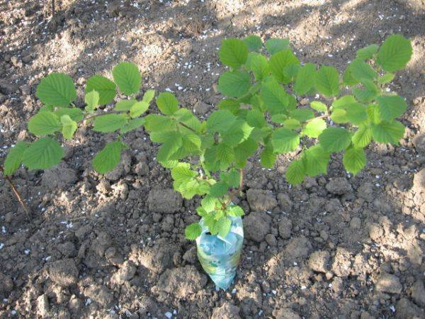 Фундук: выращивание и уход в открытом грунте, выбор сорта и размножение