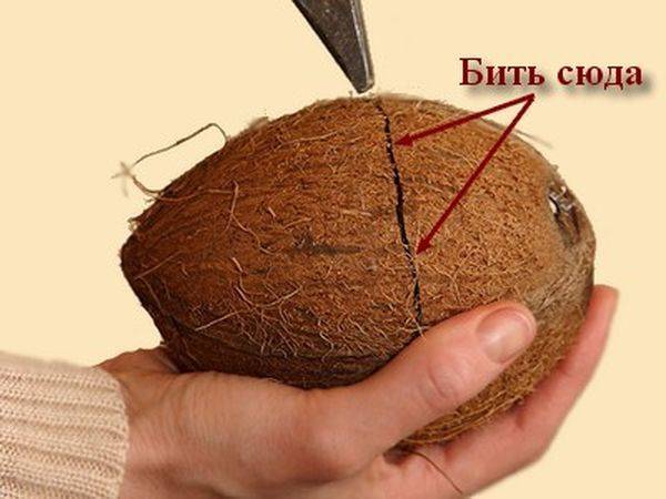 Как разбить кокос — молотком или с помощью другого предмета? — журнал "рутвет"