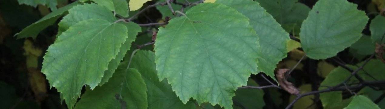 Листья орешника (лещины): лечебные свойства и противопоказания