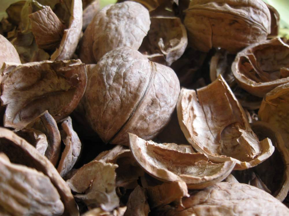 Скорлупа грецкого ореха: лечебные свойства и применение на дому