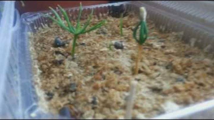 Как вырастить кедр дома. проращивание семян кедра