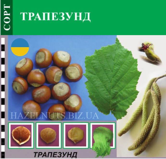 Описание и характеристики фундука сорта трапезунд, тонкости выращивания