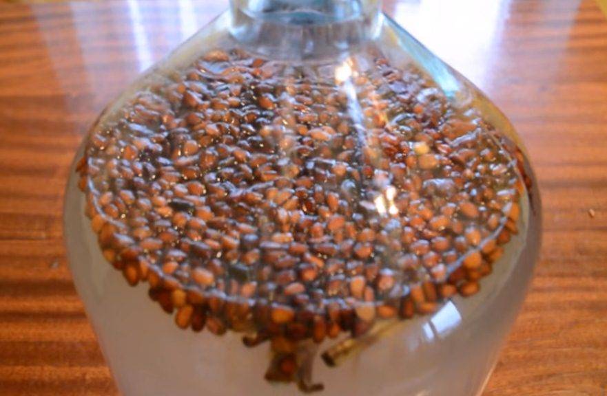 Рецепт самогона на кедровых орехах и приготовление домашних настоек