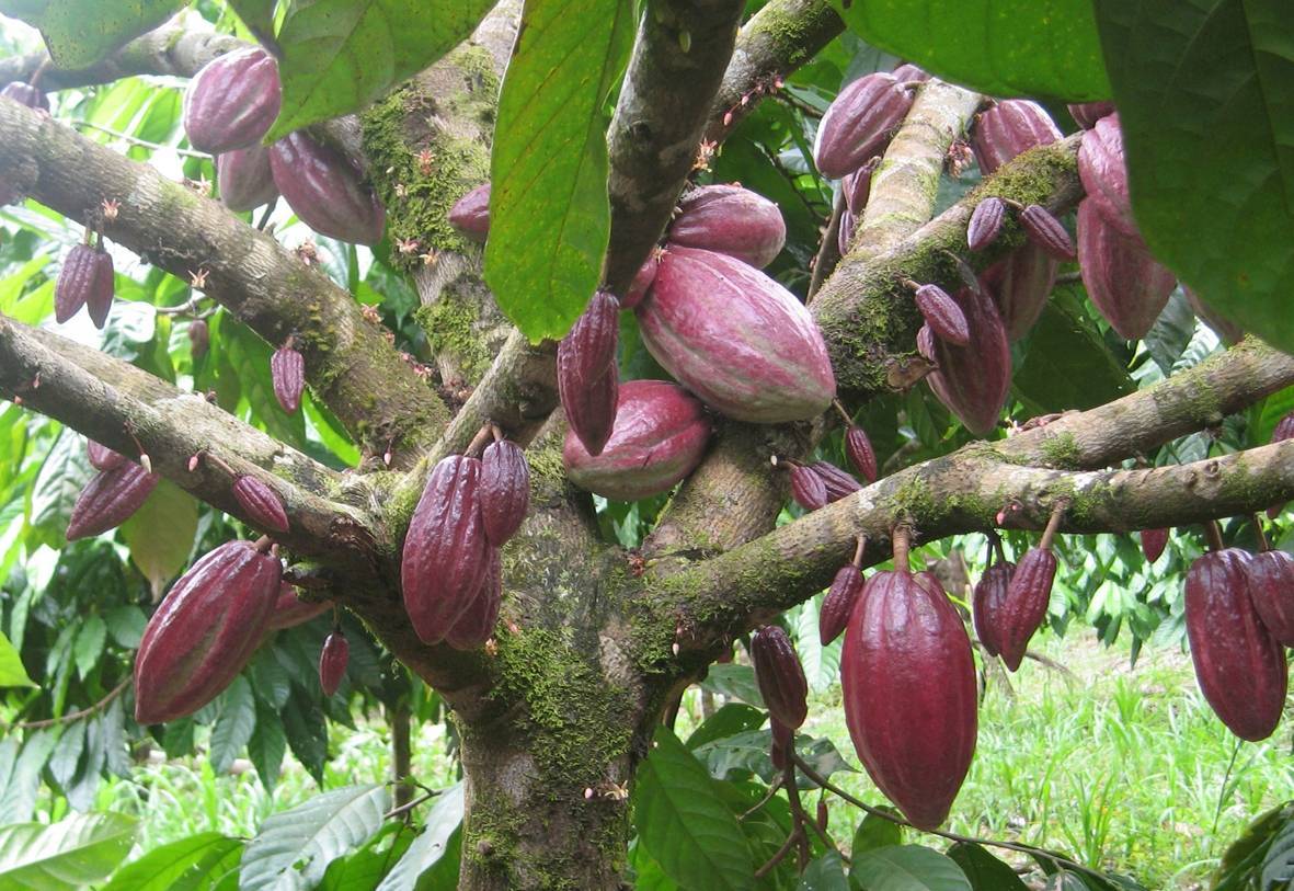 Шоколадное дерево в комнате — особенности выращивания какао. уход в домашних условиях. фото — ботаничка.ru