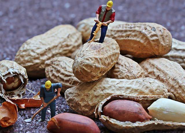 Чем полезен и чем вреден арахис | польза и вред