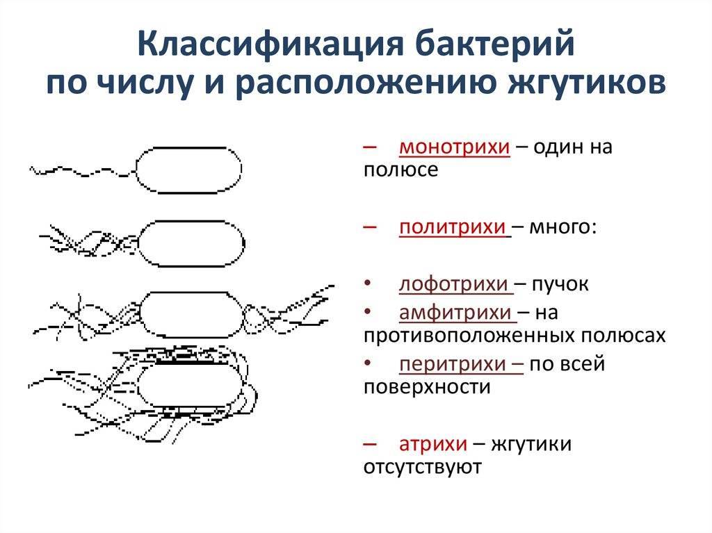 Основные принципы классификации микробов.