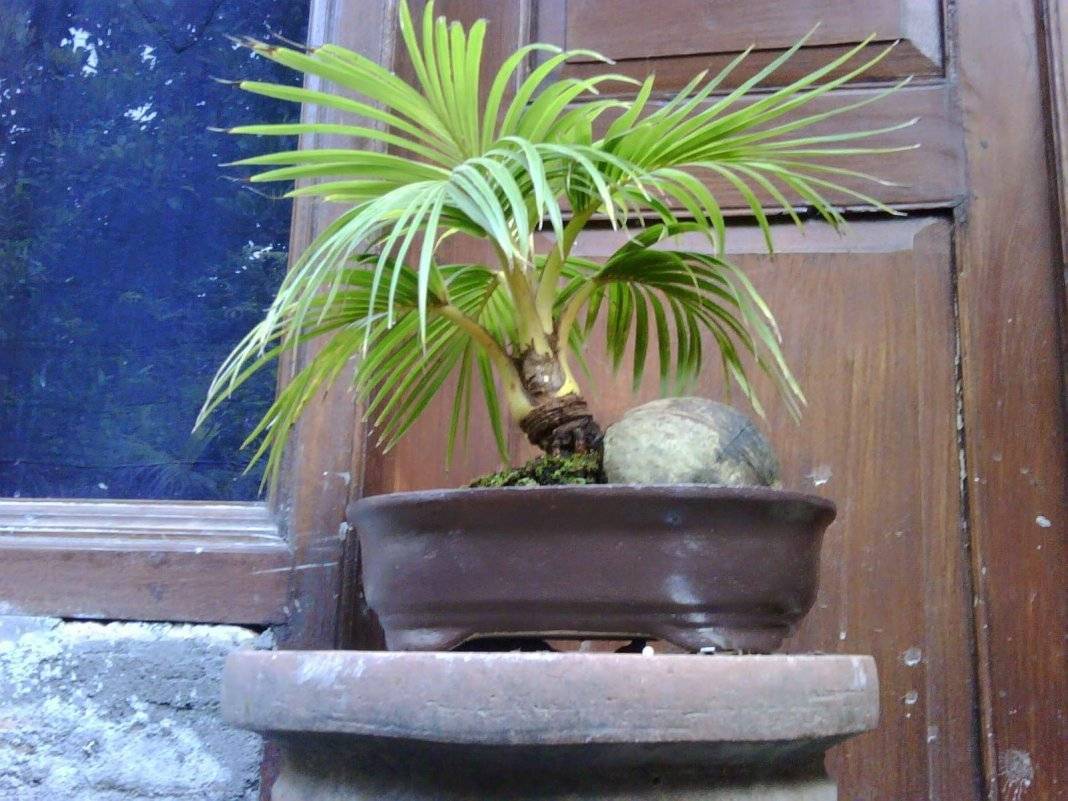 Кокосовая пальма в домашних условиях: посадка и уход, размножение, болезни и удобрения, фото, описание