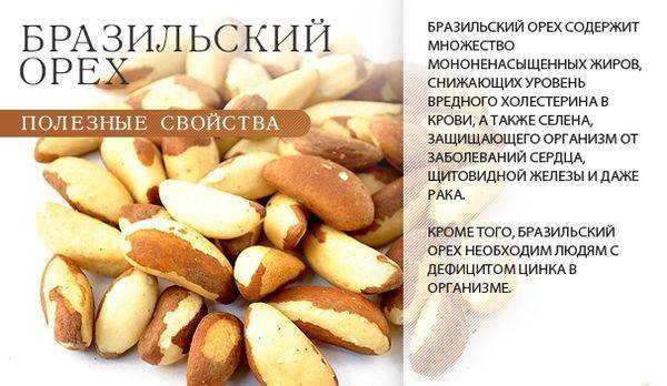 Орехи фундуки: польза и вред. чем полезен фундук для здоровья мужчин - врач-информ