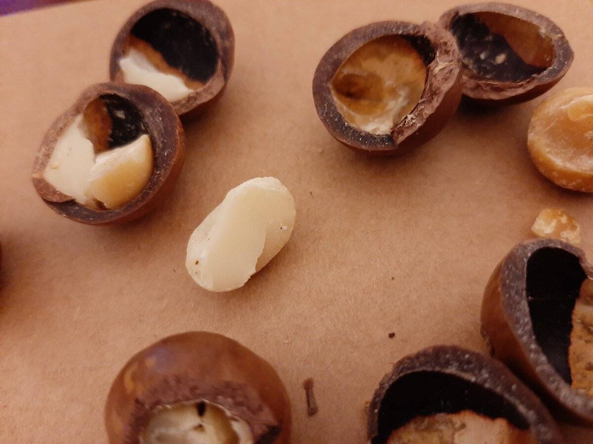 Орех макадамия: полезные свойства и противопоказания для организма человека, в чем польза и вред скорлупы австралийского королевского орешка, почему нельзя много?