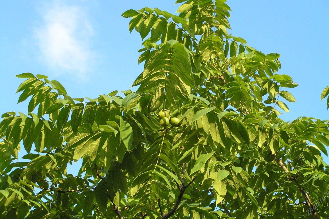 Маньчжурский орех: описание, посадка, советы по выращиванию и уходу за деревом