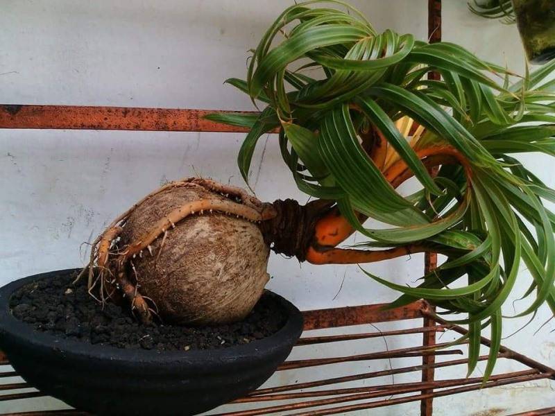 Как вырастить кокос в домашних условиях