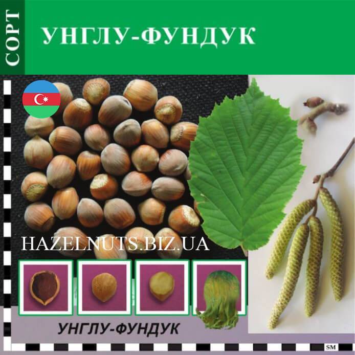 Орехи в сибири. лещина, или фундук