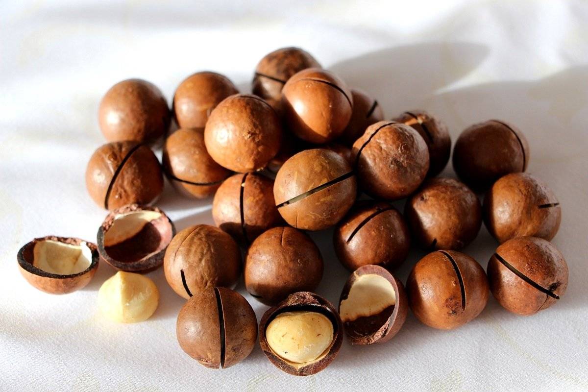 Орех макадамия — польза и вред, полное описание сладкого ореха, калорийность, виды, фото, видео, отзывы