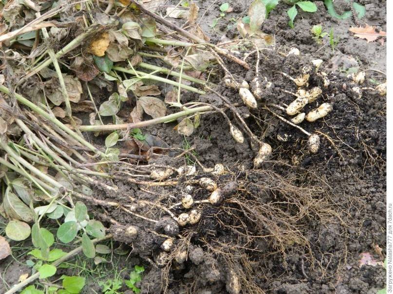 Выращиваем арахис на огороде. как вырастить арахис в средней полосе. фото — ботаничка.ru