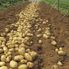Что посадить в междурядьях картофеля: лучшие соседи для картошки | огородники
