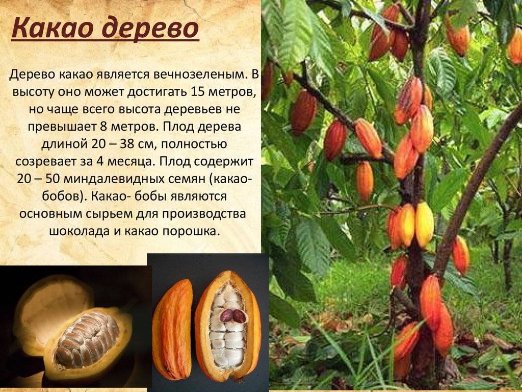 Theobroma cacao l. описание таксона