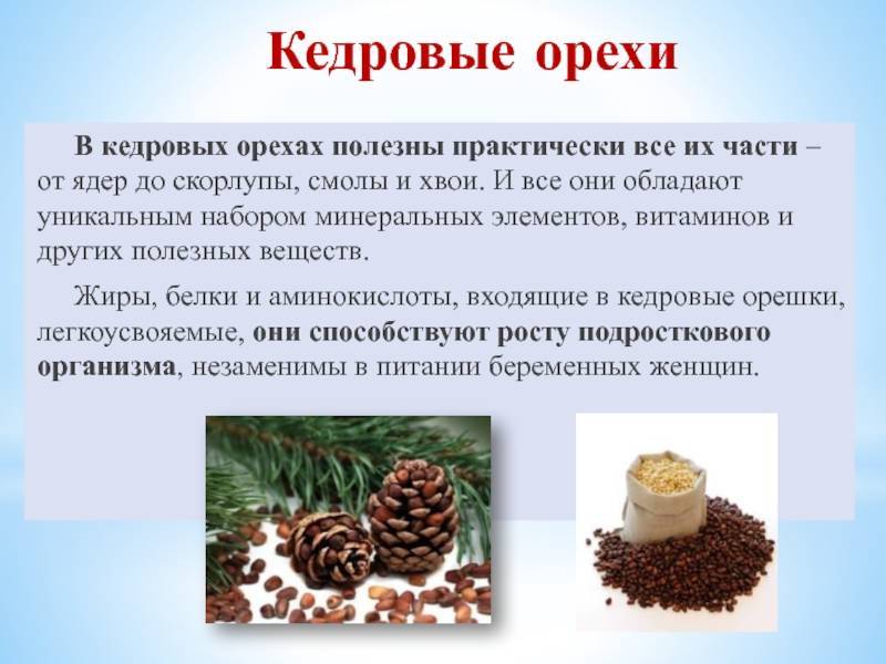 Кедровые орехи – польза и вред, противопоказания. применение масла, ядер, скорлупы