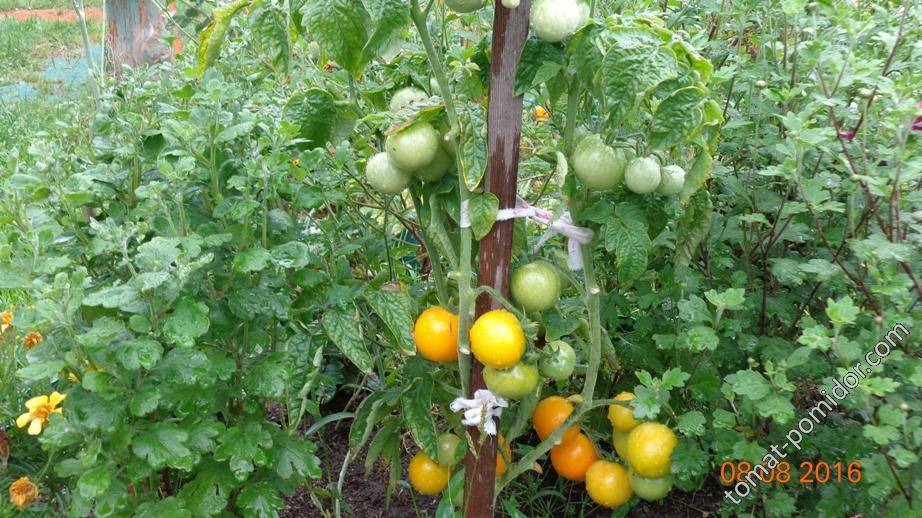 Лучшие сорта томатов для нижегородской области - сад