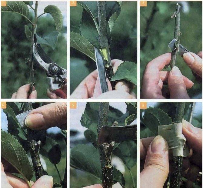 Как вырастить дерево грецкого ореха из черенка? Плюсы, минусы и виды этого способа размножения