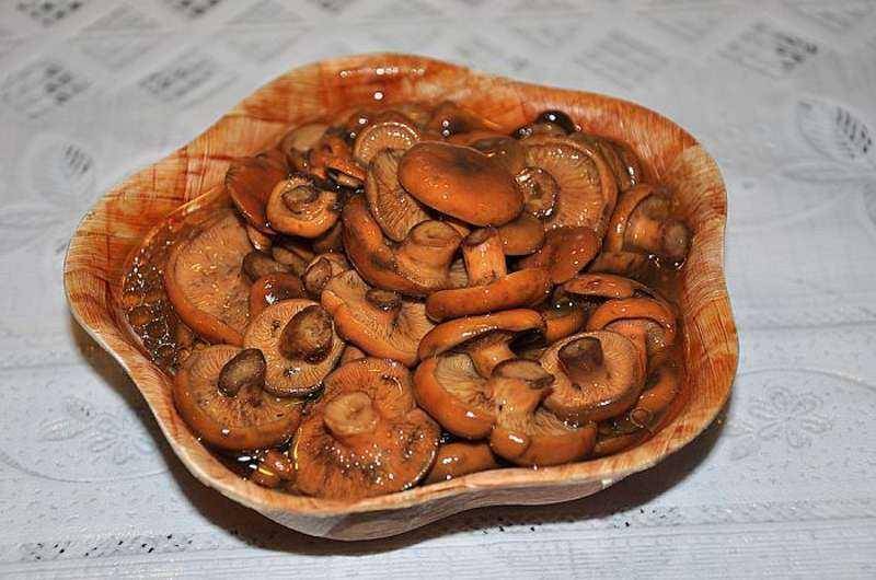 Рецепты соленых рыжиков: холодный способ приготовления и горячая засолка грибов на зиму