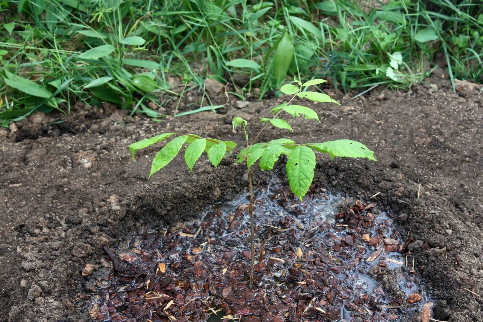 Как правильно посадить дерево грецкого ореха