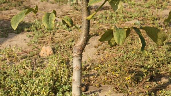 Дерево-долгожитель грецкий орех: как посадить орешек в горшок и грунт, какой сорт выбрать, когда ждать урожай?